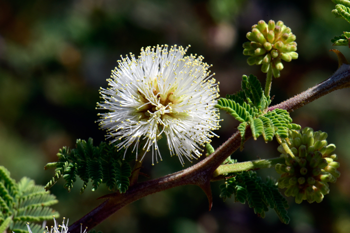 Catclaw Mimosa  has white, whitish or pinkish globose fuzzy-looking flowers in clusters. Mimosa aculeaticarpa biuncifera 